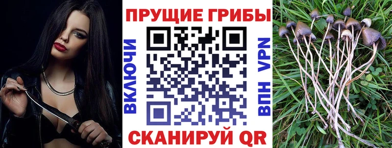 Галлюциногенные грибы GOLDEN TEACHER  Шумиха 